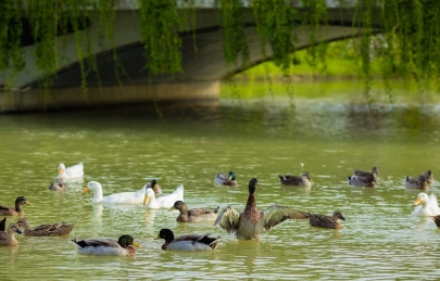 An yên tại Ecogarden